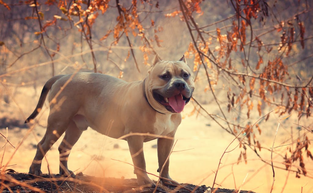 A cheerful American Pit Bull terrier stands in a colorful autumn forest.