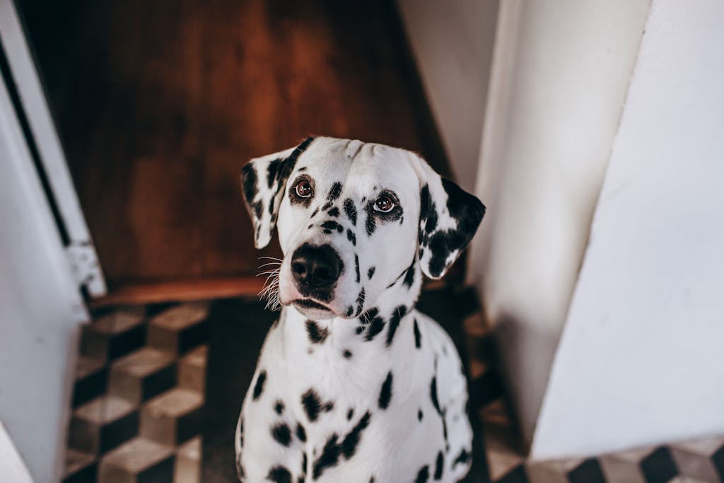 A close-up of a Dalmatian dog indoors with a thoughtful expression, captured with selective focus.