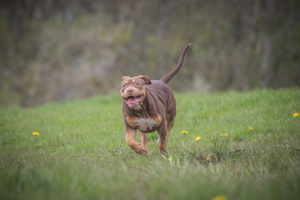 An energetic pit bull dog running joyfully through a lush green meadow.