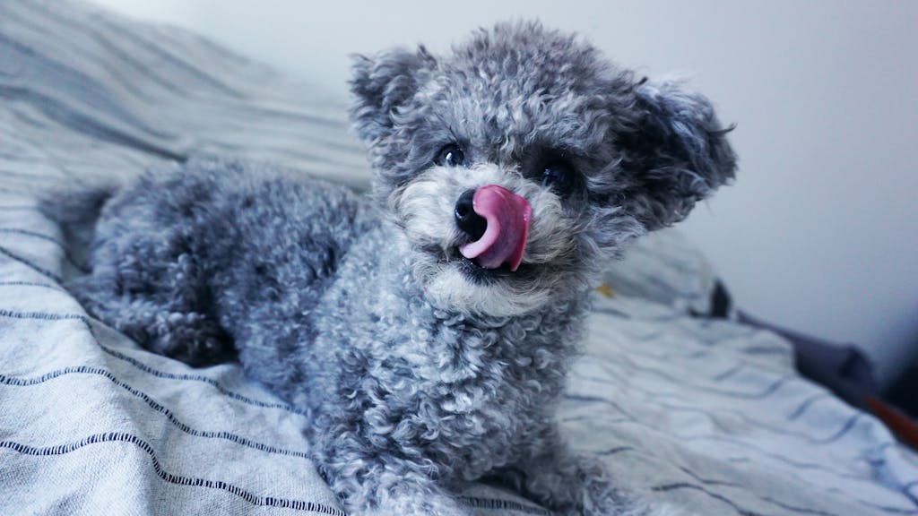Cute gray poodle licking its nose while lying on a bed indoors, showcasing its fluffy fur.