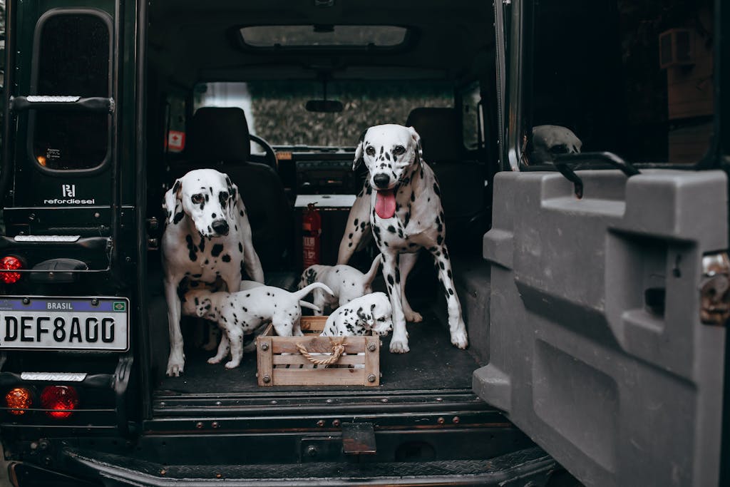 Dalmatians and puppies in the trunk of a Land Rover, ready for adventure.