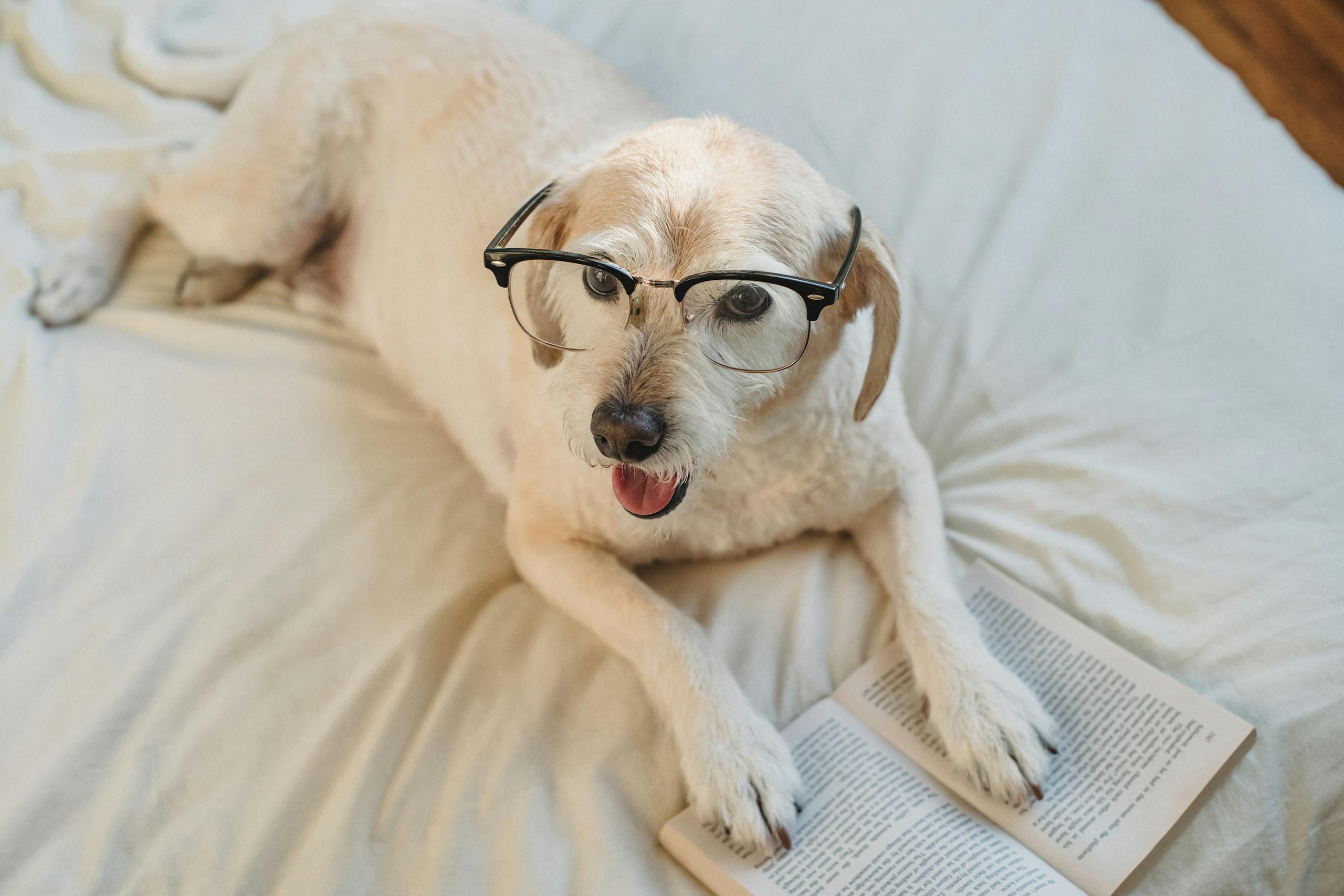 From above of happy white dog in glasses lying on white coverlet with book open