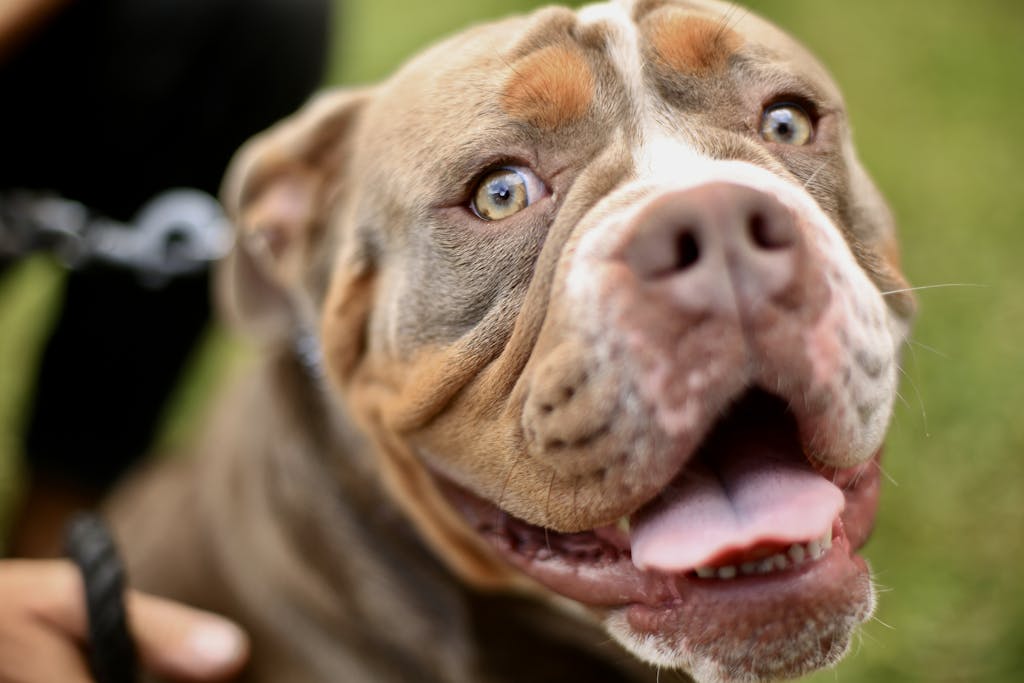 High-energy portrait of an American Bulldog with focus on its lively expression and bright eyes outdoors.