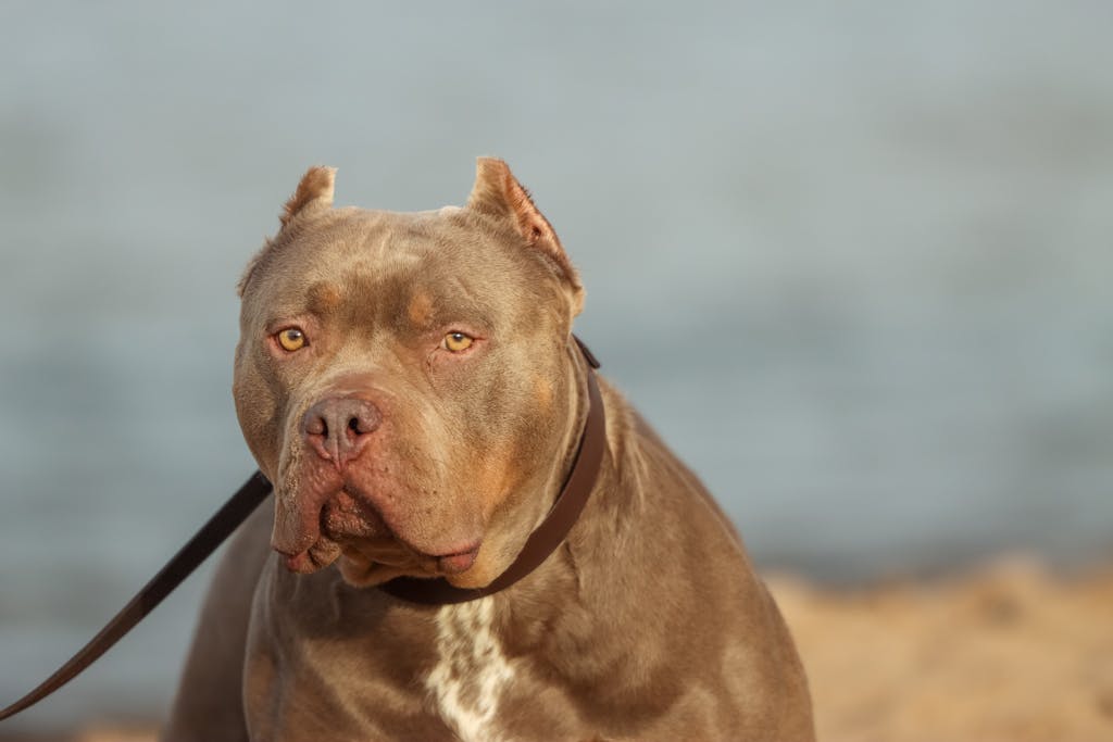 Portrait of a strong American Pit Bull Terrier on a leash at a serene lakeside in Sweden.